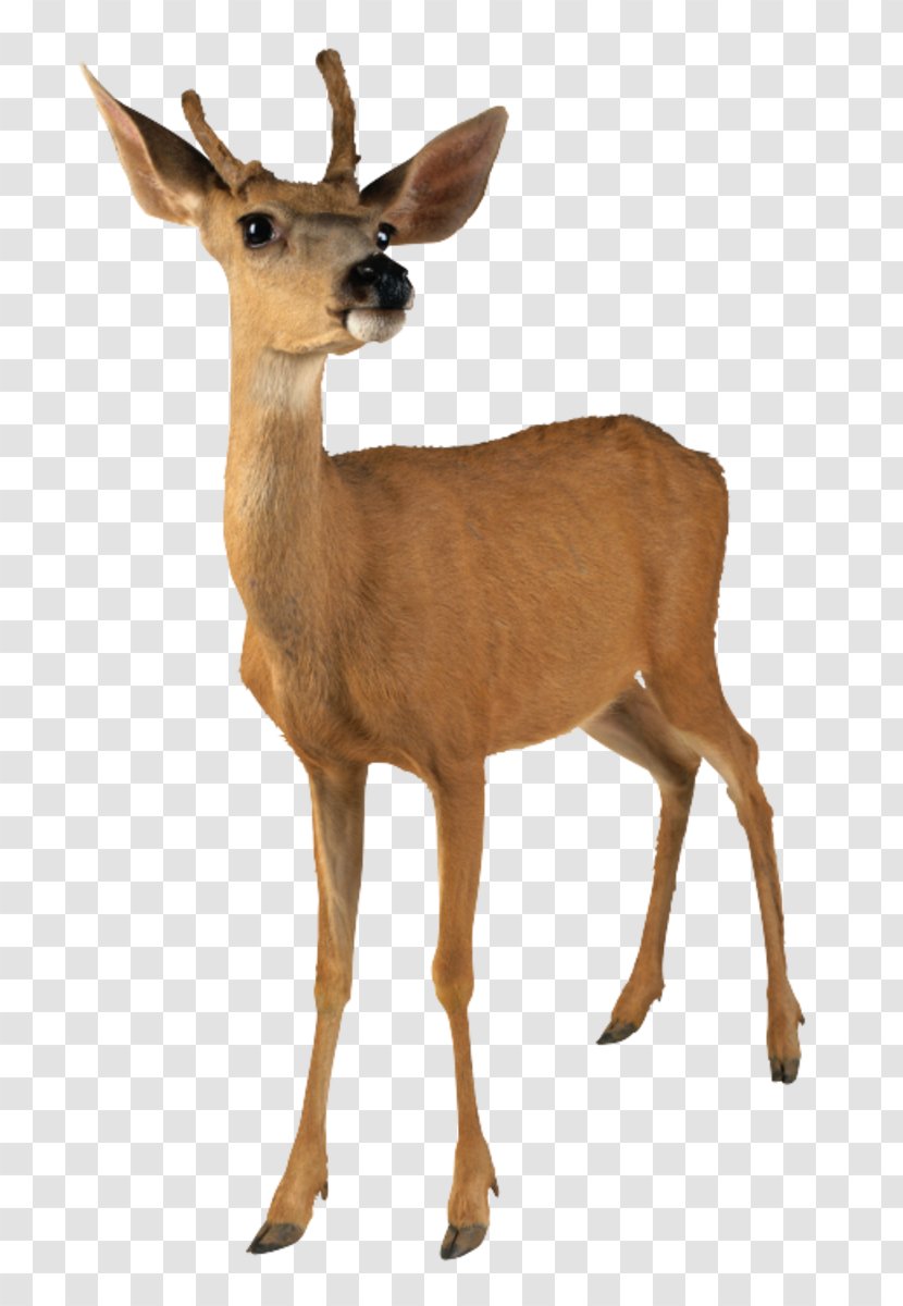 White-tailed Deer Clip Art - Hunting Transparent PNG