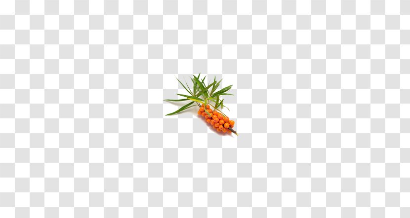 Sea Buckthorns Pattern - Wild Buckthorn Branch Transparent PNG