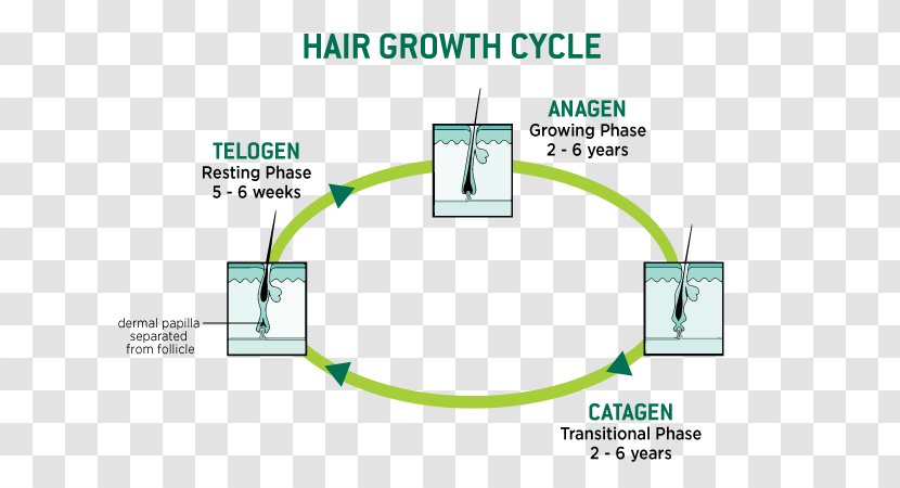 Human Hair Growth Loss Follicle Keratin - Text Transparent PNG