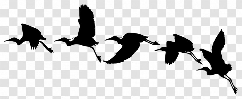 Bird Clip Art Flight Drawing Swallow - Water - Birds Transparent PNG