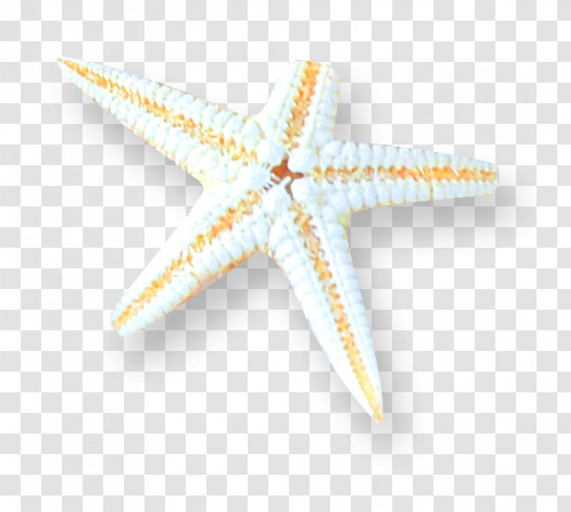 Starfish Pattern - Echinoderm - Simple Transparent PNG