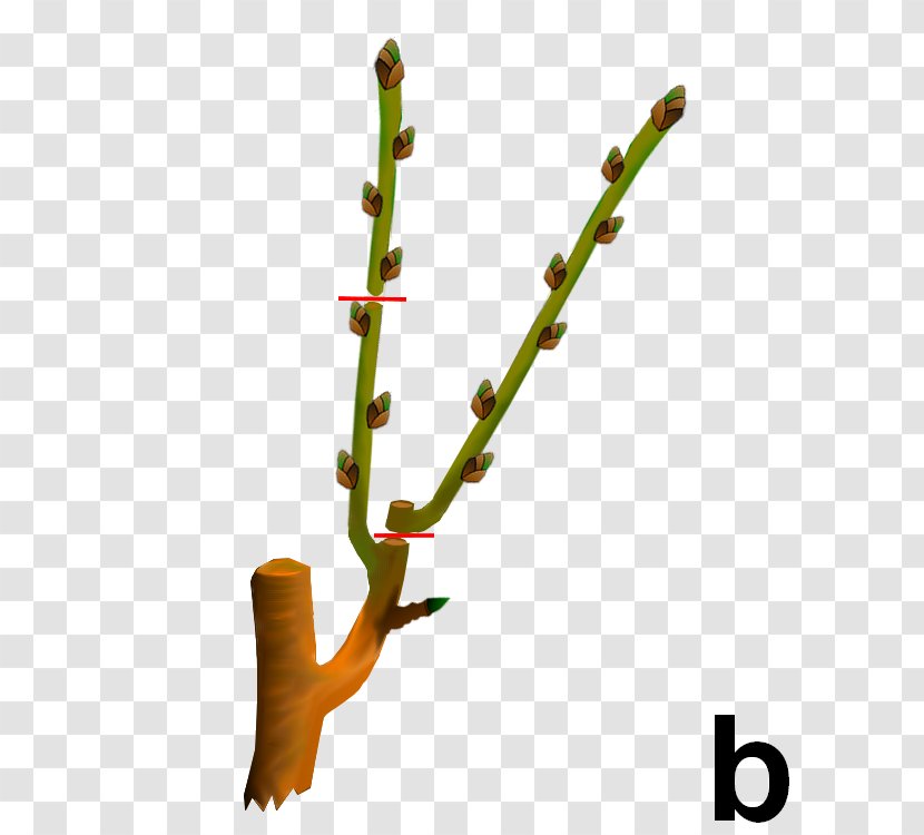 Twig Plant Stem - Dard Transparent PNG