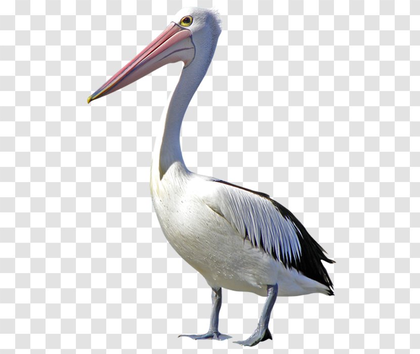 Pelican Bird Duck Clip Art - Swan Transparent PNG