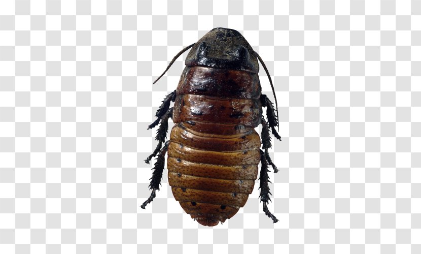 Insect Clip Art - Cockroach - Beetle Pictures Transparent PNG