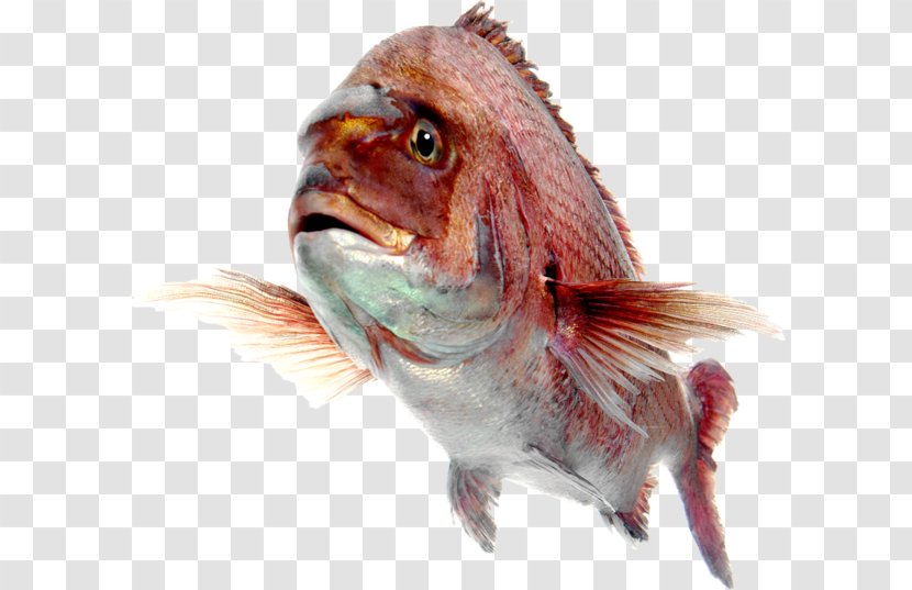 Fish Northern Red Snapper Desktop Wallpaper - Beak Transparent PNG