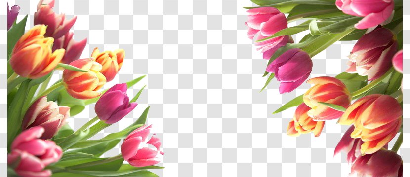 Tulip Flower - Bouquet - Color Of Tulips In Kind Transparent PNG