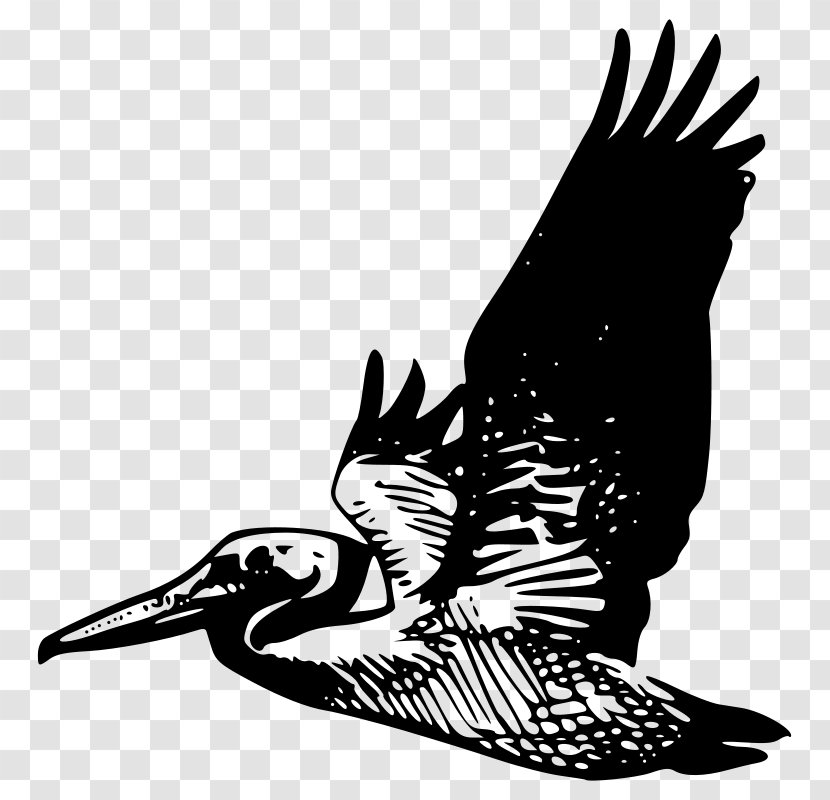 Pelican Clip Art - Monochrome - Bird Transparent PNG