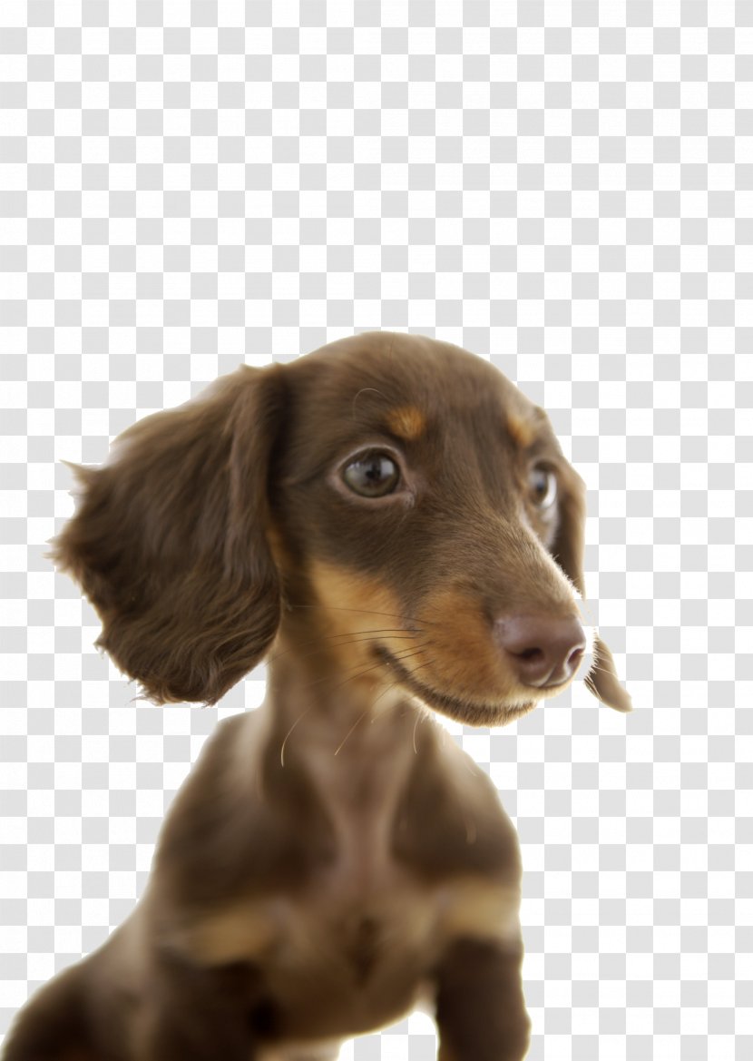 Dachshund Puppy Stock Photography Pet - Hound - Cute Dog Transparent PNG
