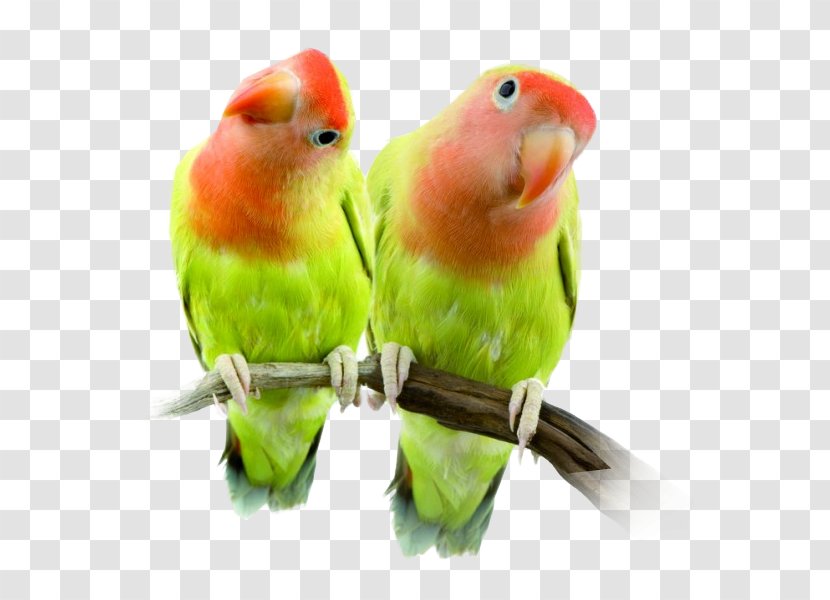 Lovebird Cockatiel Parakeet Parrot - Cage - Bird Transparent PNG