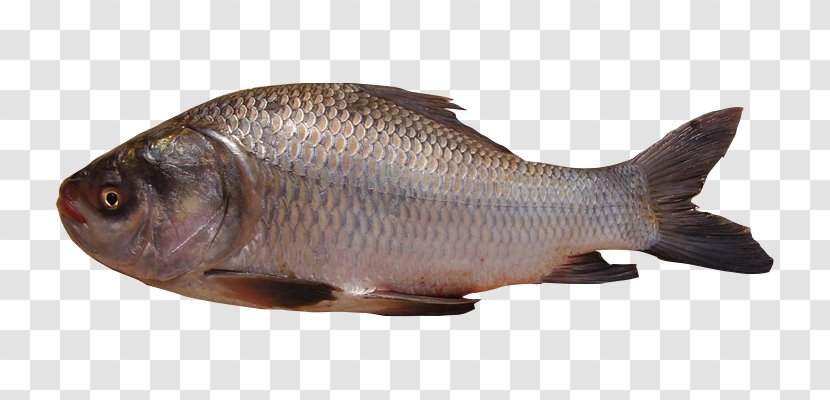 Tilapia Catla Carp Freshwater Fish - Animal Source Foods Transparent PNG