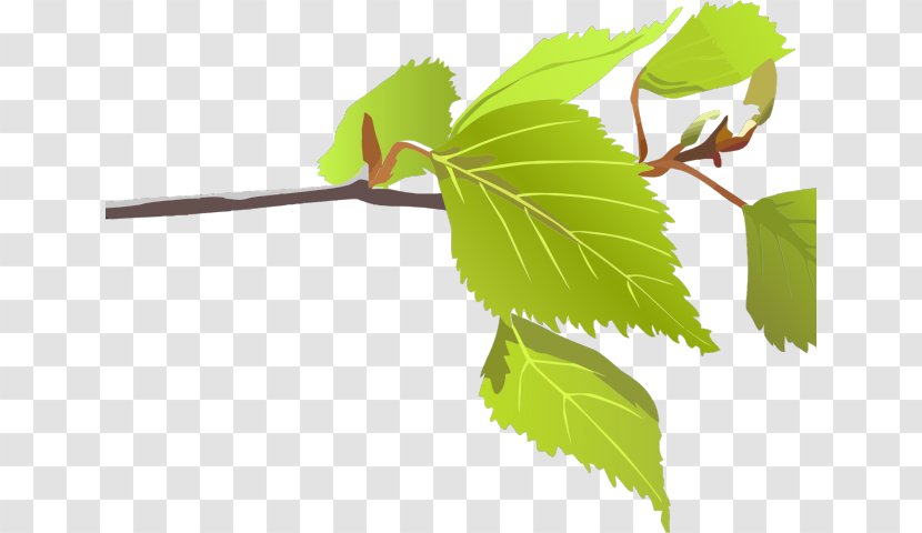 Branch Leaf Clip Art Tree Plant Stem - Bud - Brach Cartoon Transparent PNG