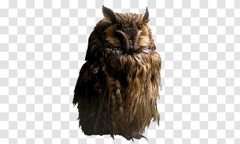 Brown Hawk-owl Clip Art - Wildlife - Owl Transparent PNG