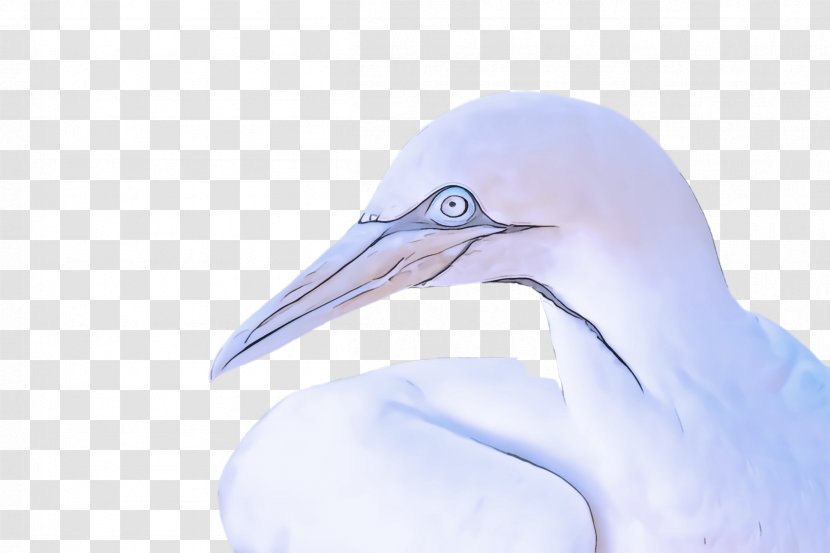 Bird Beak Egret Heron Stork - Seabird - Cranelike Great Transparent PNG