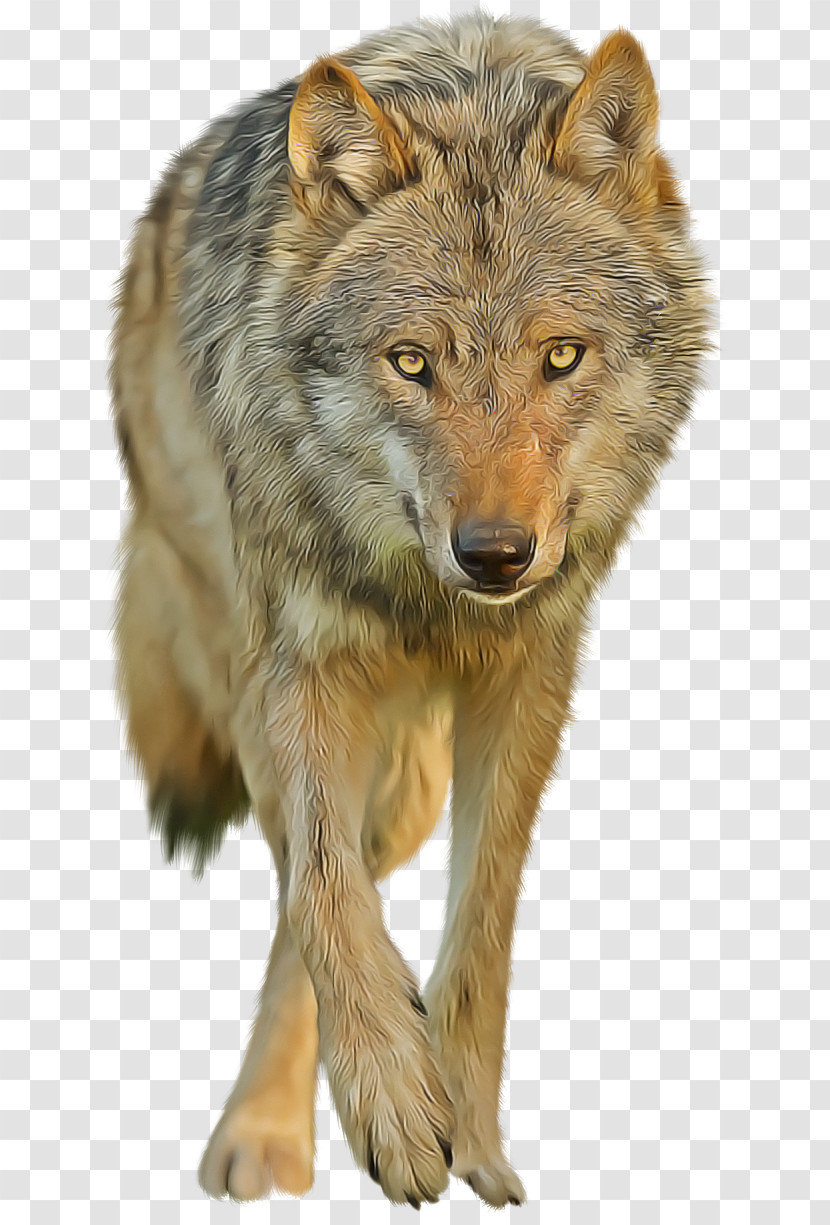 Wildlife Wolf Coyote Red Wolf Fur Transparent PNG