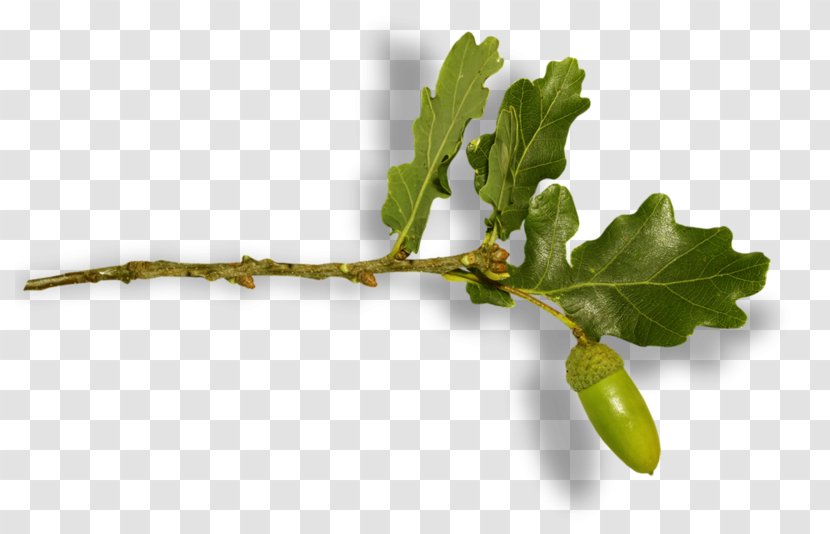 Leaf Twig Fruit - Plant Transparent PNG