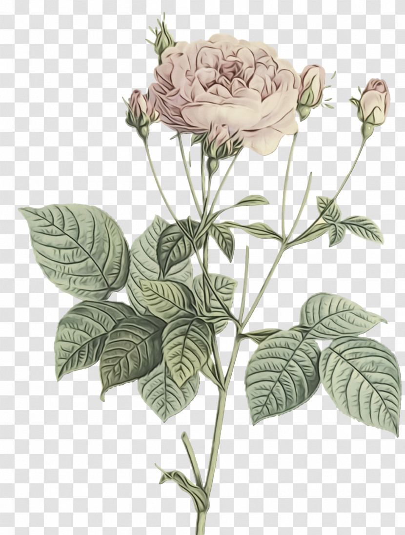 Garden Roses Transparent PNG