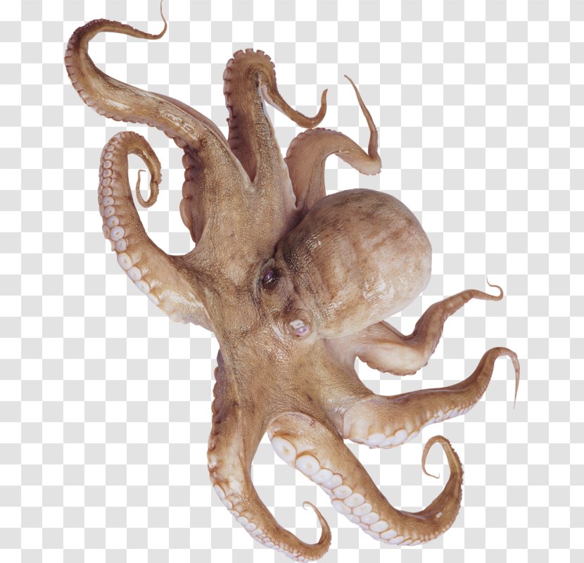 Typical Octopuses Squid Cephalopod Sashimi - Octopus Transparent PNG