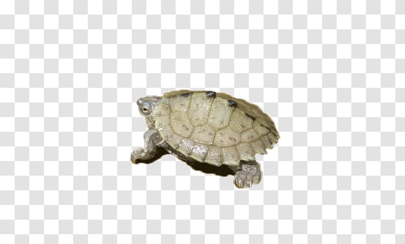 Amphibian Turtle Tortoise - Emydidae - Amphibians Transparent PNG