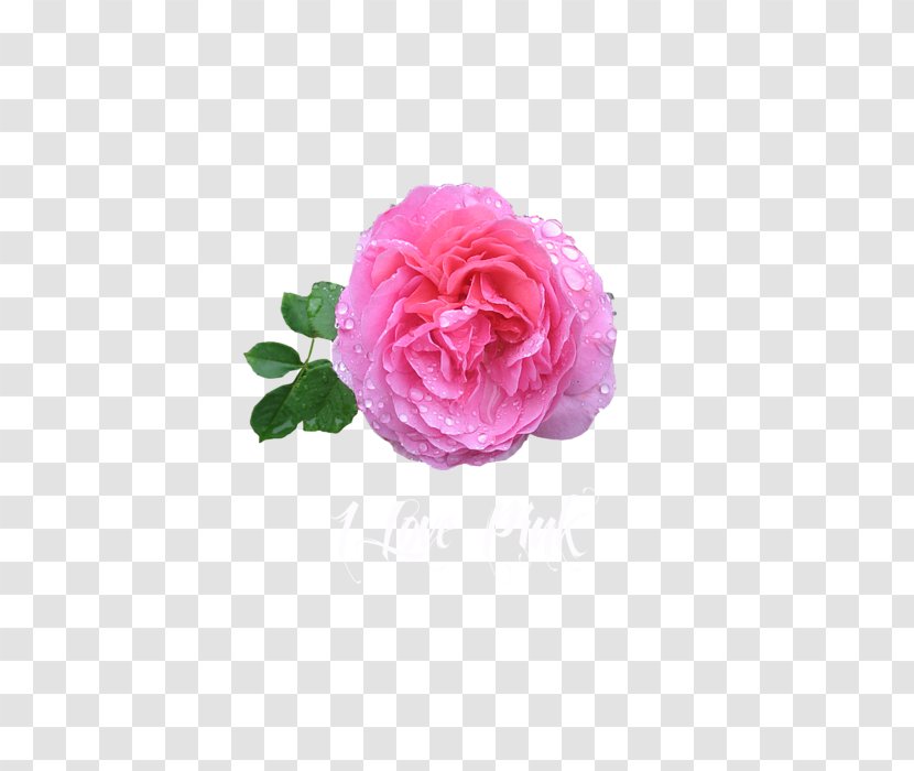 Garden Roses Cabbage Rose Water Damask - Cut Flowers - Marvin Transparent PNG