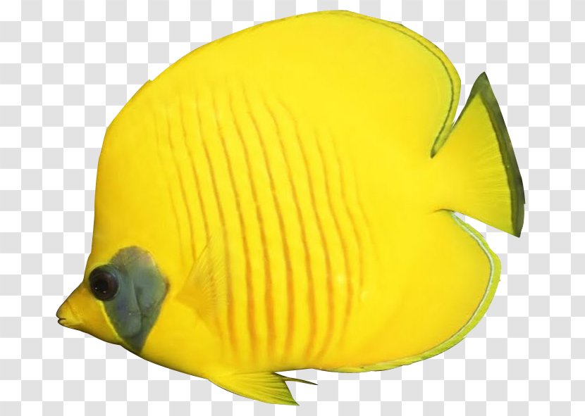 Angelfish Goldfish Butterflyfish Clip Art - Cute Cliparts Transparent PNG