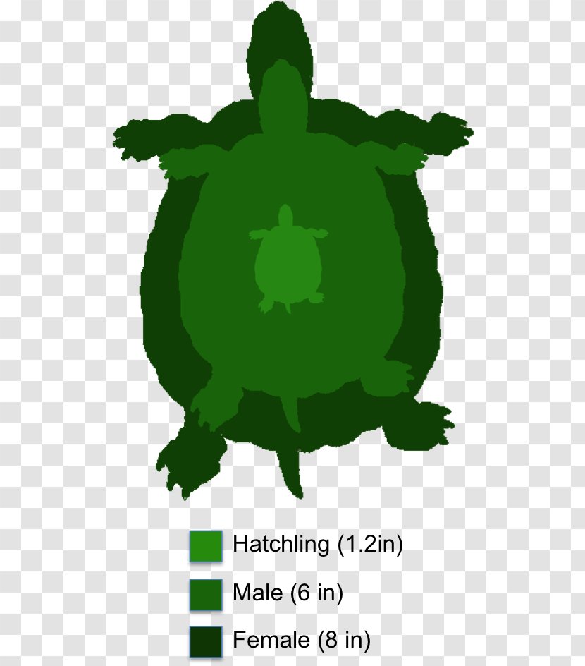 Tortoise Painted Turtle Reptile Yellow-bellied Slider - Redeared - Box Transparent PNG