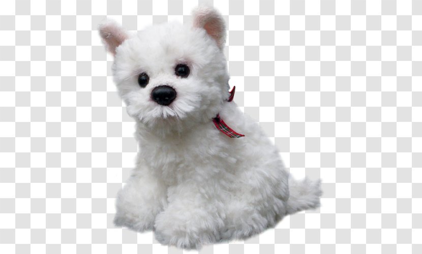 Maltese Dog West Highland White Terrier Puppy Breed Border Transparent PNG