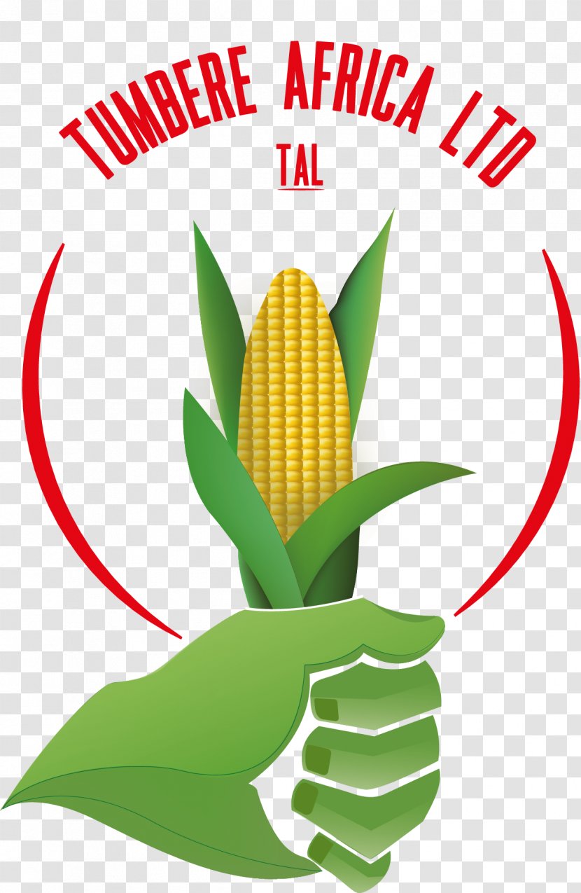 Kampala Limited Company Cereal Organization - Cornmeal - Maize Flour Transparent PNG