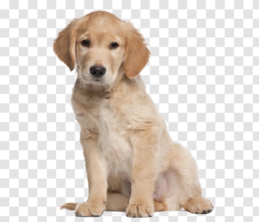 Golden Retriever Labrador Puppy Cat Dog Training - Like Mammal Transparent PNG