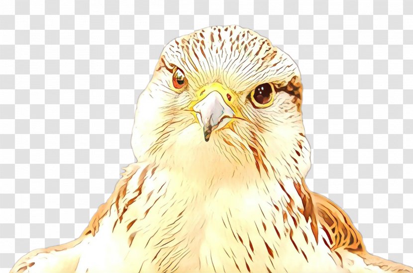 Owl Cartoon - Eagle - Red Shouldered Hawk Adaptation Transparent PNG