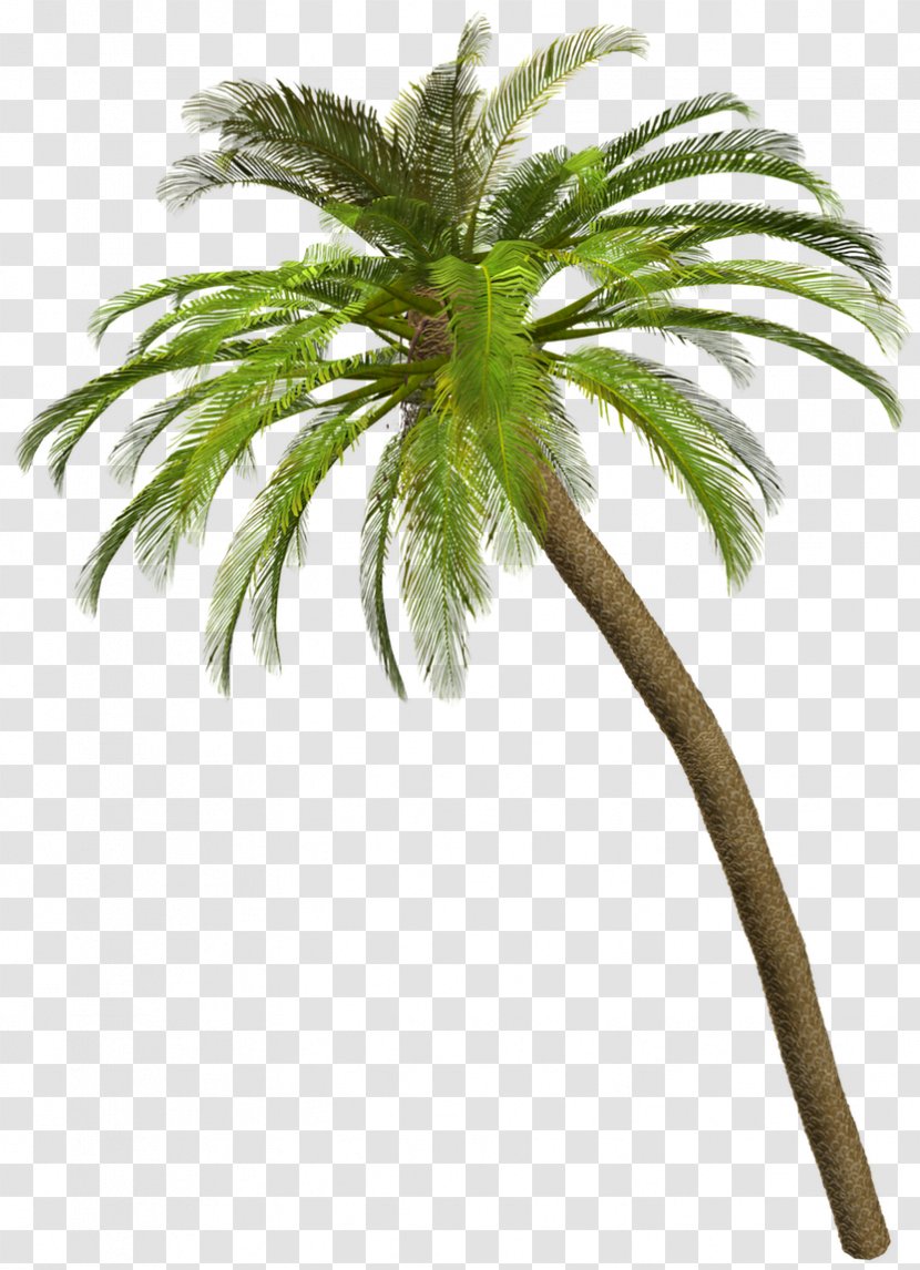 Coconut Arecaceae Tree Clip Art - Palm Transparent PNG
