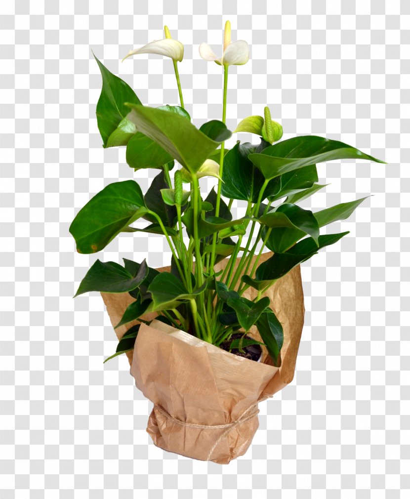 Cut Flowers Flowerpot Plant Stem Houseplant Flowering - Arum Family - Anthurium Transparent PNG