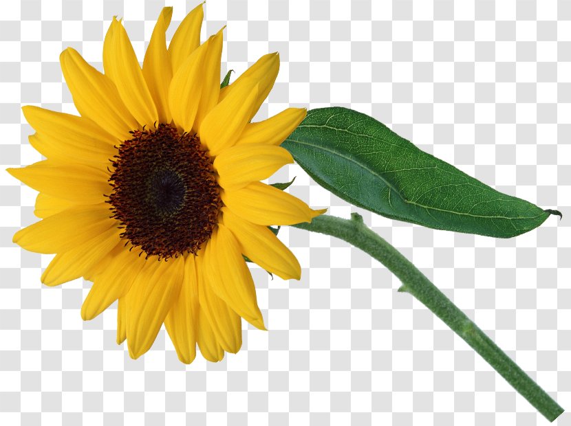 Common Sunflower Petal - Flower Transparent PNG