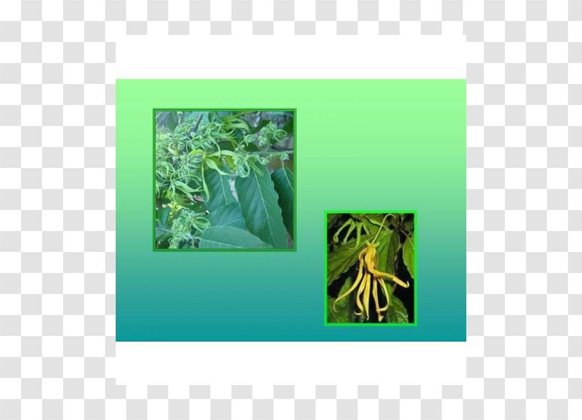 Fauna Ecosystem Leaf - Organism Transparent PNG
