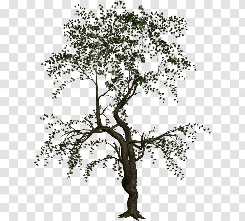 Treelet Shrub Branch Plant - Sageretia - Twigs Transparent PNG