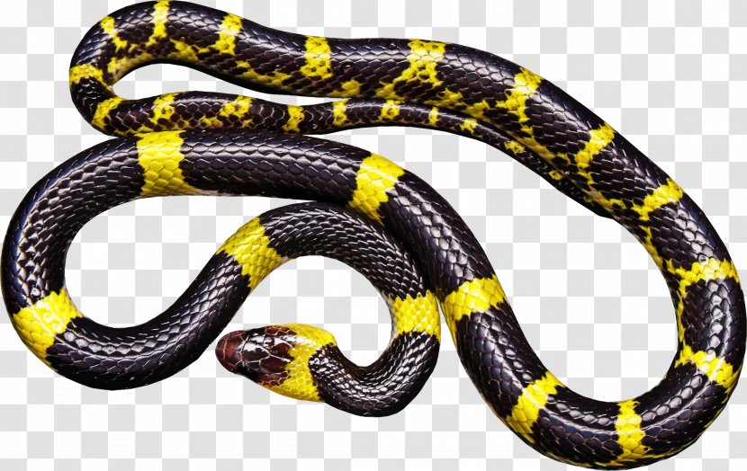 Snakes Vipers Venomous Snake Reptile Black Rat - Scaled - Serpent Logo Transparent PNG