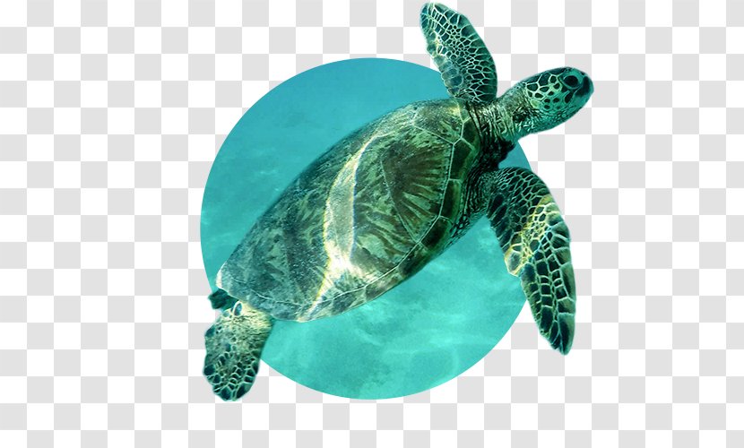 Loggerhead Sea Turtle Leatherback Tortoise Transparent PNG