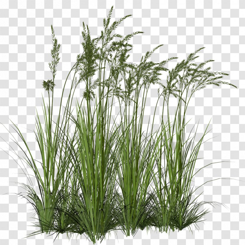 Ornamental Grass Grasses Clip Art - Family Transparent PNG