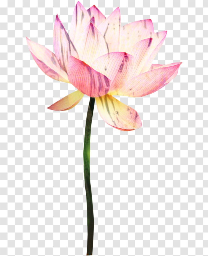 Lily Flower Cartoon - Pedicel - Wildflower Family Transparent PNG