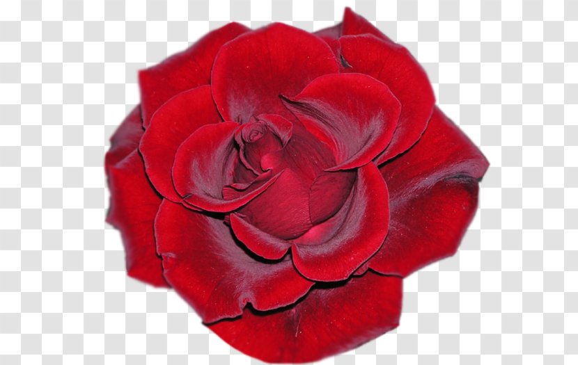 Garden Roses Flower Bouquet - Watercolor - Rose Transparent PNG