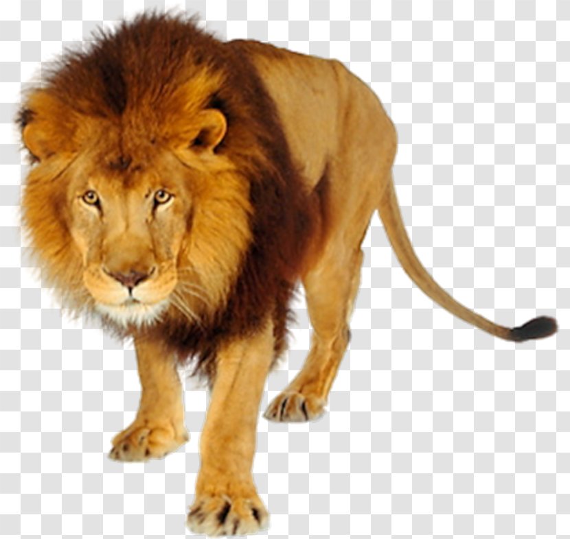 Lion Desktop Wallpaper Clip Art - Mammal Transparent PNG