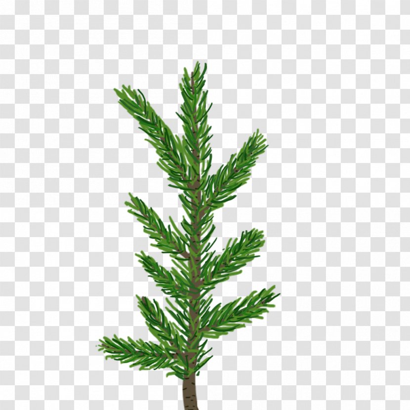 Pine Tree Fir Leaf Branch - Twig - Spruce Transparent PNG
