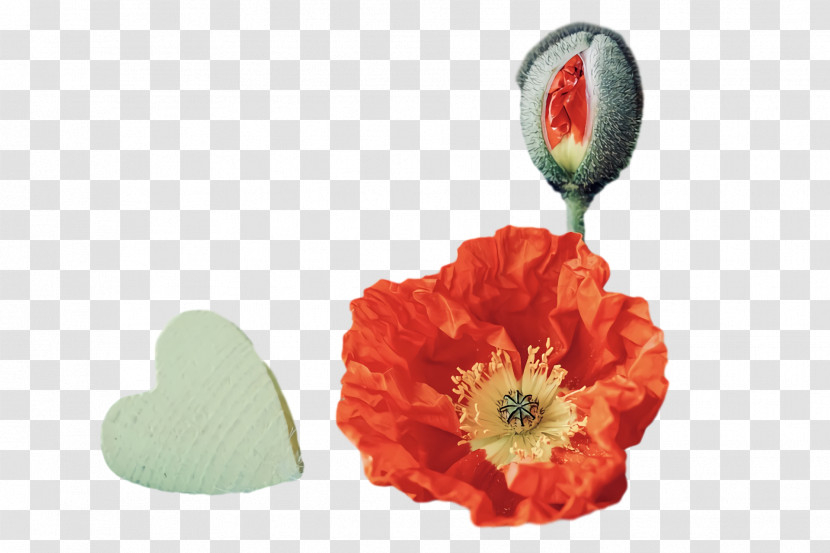 Floral Design Transparent PNG