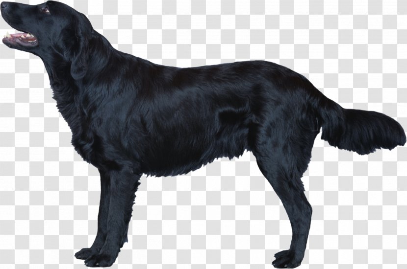 Flat-Coated Retriever Labrador Irish Setter Borador Newfoundland Dog - Flat Coated Transparent PNG