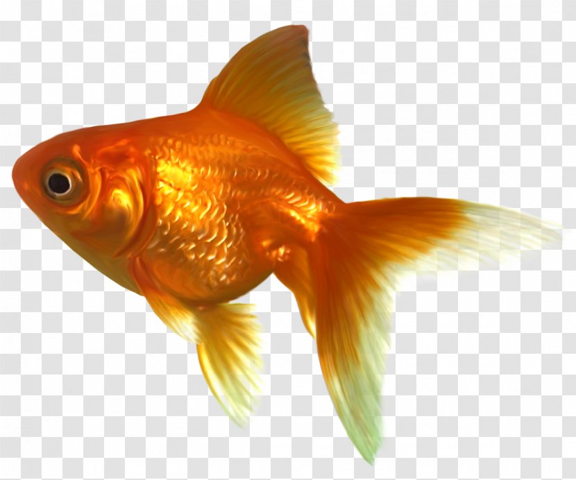 Goldfish Clip Art - Photography - Swimming Cliparts Transparent PNG