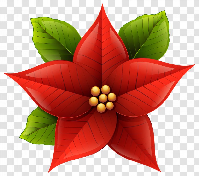 Christmas Poinsettia - Day - Anthurium Plant Transparent PNG