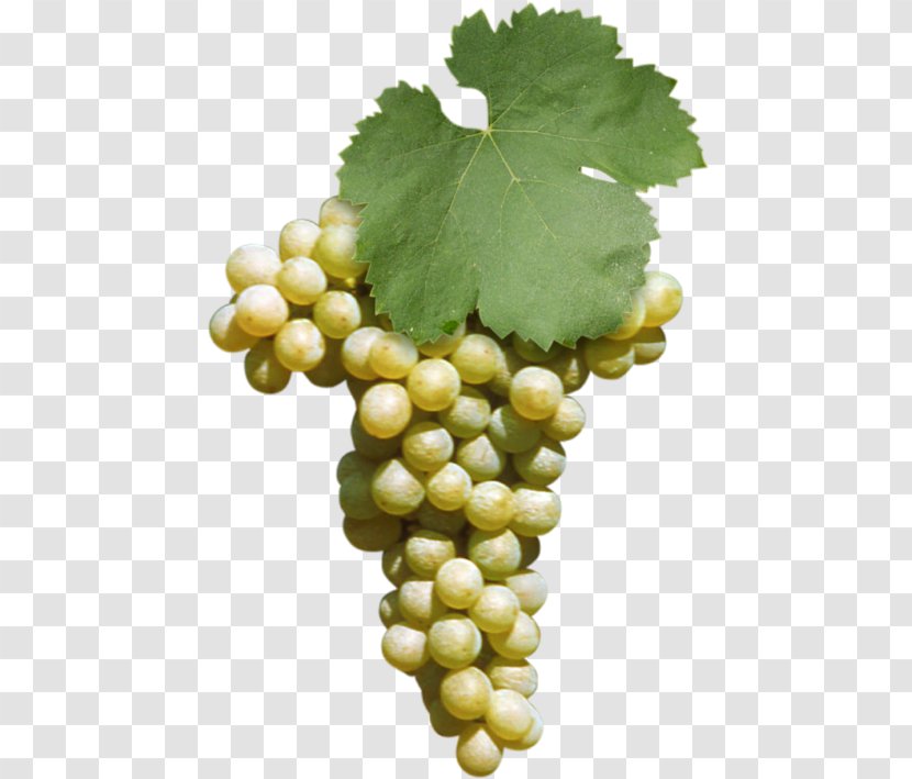 Sultana Fiano Negroamaro Malvasia Wine Transparent PNG