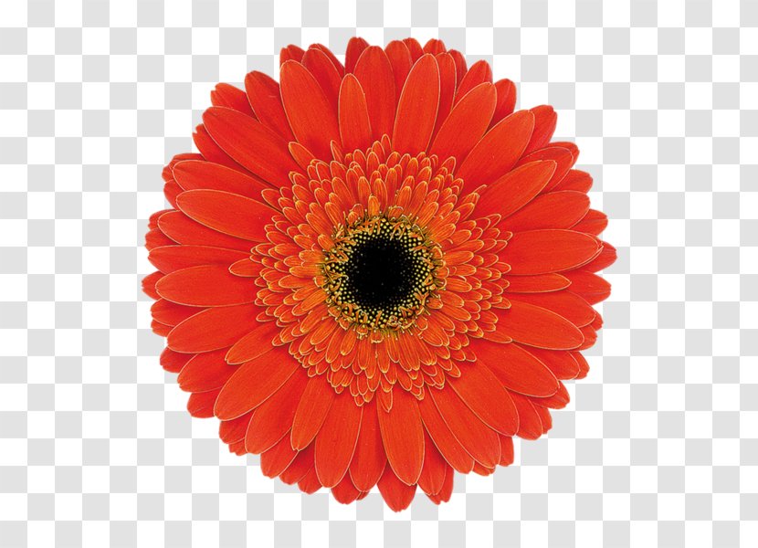 Transvaal Daisy Common Footage B-roll Flower Transparent PNG