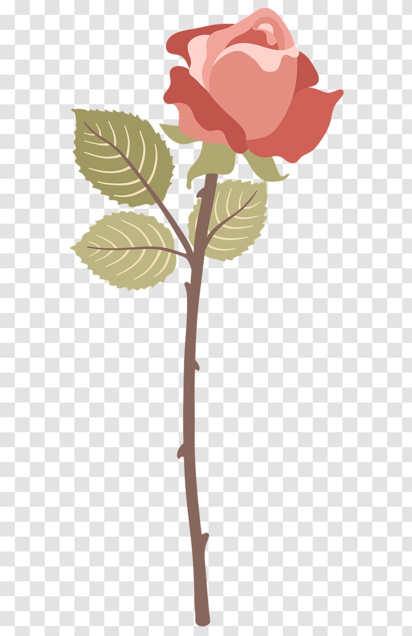 Garden Roses Cabbage Rose Vector Graphics Red Damask - Flower Transparent PNG