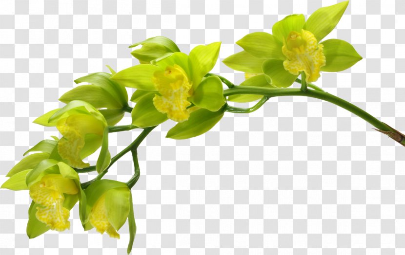 Moth Orchids Cut Flowers Green - Flower Transparent PNG