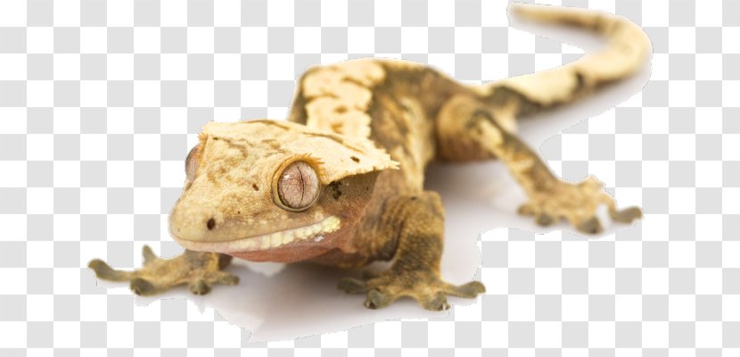 Crested Gecko Lizard Stock Photography - Terrestrial Animal Transparent PNG